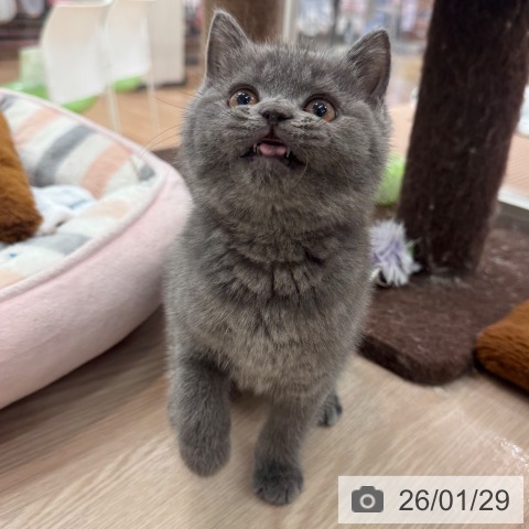 ブリティッシュショートヘアの写真