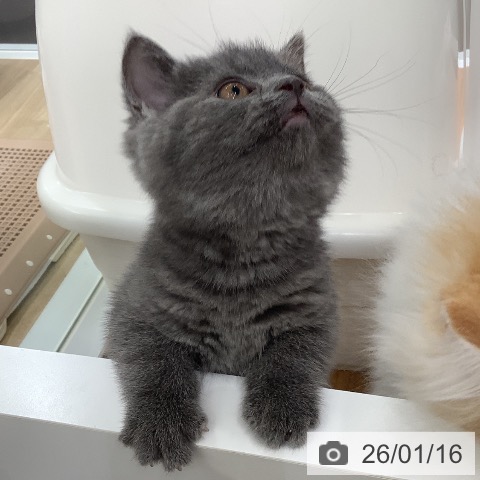 大阪府のブリティッシュショートヘアー (ペットプラス りんくう泉南店/2025年10月22日生まれ/女の子/ブルー)の子猫の4枚目の画像