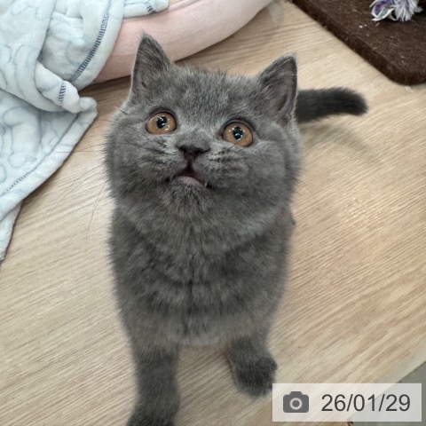 大阪府のブリティッシュショートヘアー (ペットプラス 大阪ドームシティ店/2025年10月22日生まれ/女の子/ブルー)の子猫の4枚目の画像