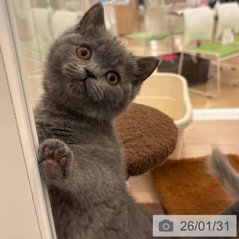 ブリティッシュショートヘアの写真