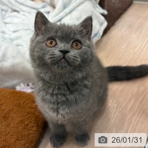 ブリティッシュショートヘアの写真