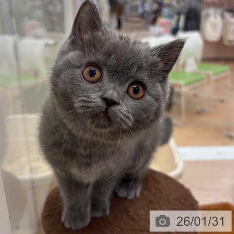 ブリティッシュショートヘアの写真