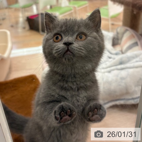 ブリティッシュショートヘアの写真