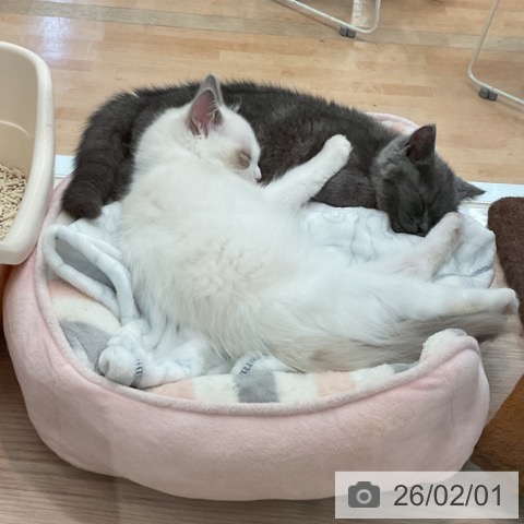 大阪府のブリティッシュショートヘアー (ペットプラス 大阪ドームシティ店/2025年10月22日生まれ/女の子/ブルー)の子猫の4枚目の画像