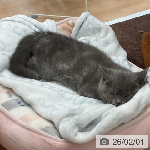 大阪府のブリティッシュショートヘアー (ペットプラス 大阪ドームシティ店/2025年10月22日生まれ/女の子/ブルー)の子猫の3枚目の画像