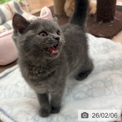 大阪府のブリティッシュショートヘアー (ペットプラス 大阪ドームシティ店/2025年10月22日生まれ/女の子/ブルー)の子猫の4枚目の画像