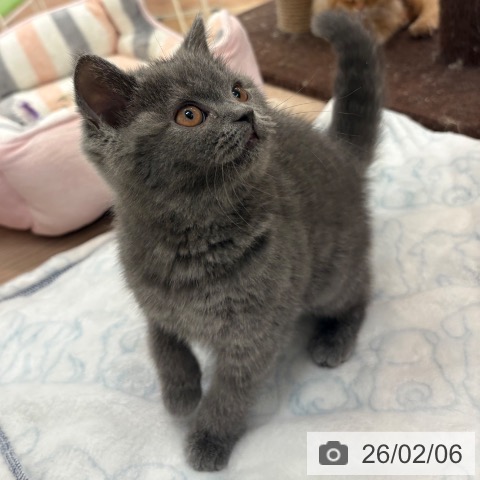 大阪府のブリティッシュショートヘアー (ペットプラス 大阪ドームシティ店/2025年10月22日生まれ/女の子/ブルー)の子猫の3枚目の画像