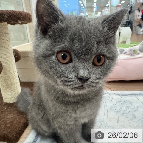 大阪府のブリティッシュショートヘアー (ペットプラス 大阪ドームシティ店/2025年10月22日生まれ/女の子/ブルー)の子猫の4枚目の画像