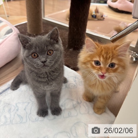 大阪府のブリティッシュショートヘアー (ペットプラス 大阪ドームシティ店/2025年10月22日生まれ/女の子/ブルー)の子猫の3枚目の画像