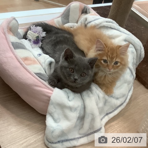 大阪府のブリティッシュショートヘアー (ペットプラス 大阪ドームシティ店/2025年10月22日生まれ/女の子/ブルー)の子猫の4枚目の画像