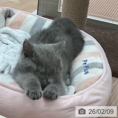 大阪府のブリティッシュショートヘアー (ペットプラス 大阪ドームシティ店/2025年10月22日生まれ/女の子/ブルー)の子猫の4枚目の画像