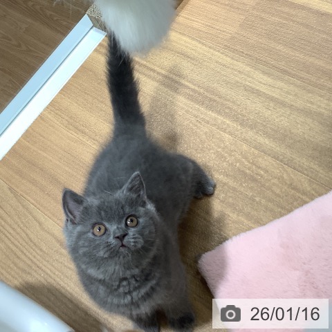 大阪府のブリティッシュショートヘアー (ペットプラス りんくう泉南店/2025年10月22日生まれ/女の子/ブルー)の子猫の3枚目の画像