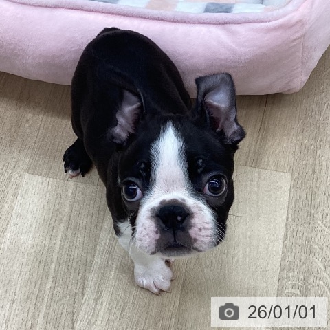 新潟県のボストンテリア (ペットプラス 新潟南店/2025年10月30日生まれ/男の子/ボストンカラー)の子犬の4枚目の画像