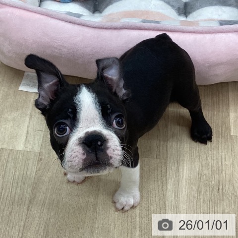 新潟県のボストンテリア (ペットプラス 新潟南店/2025年10月30日生まれ/男の子/ボストンカラー)の子犬の3枚目の画像