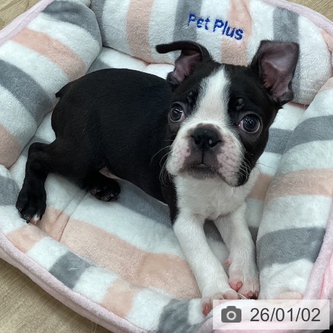 新潟県のボストンテリア (ペットプラス 新潟南店/2025年10月30日生まれ/男の子/ボストンカラー)の子犬の3枚目の画像