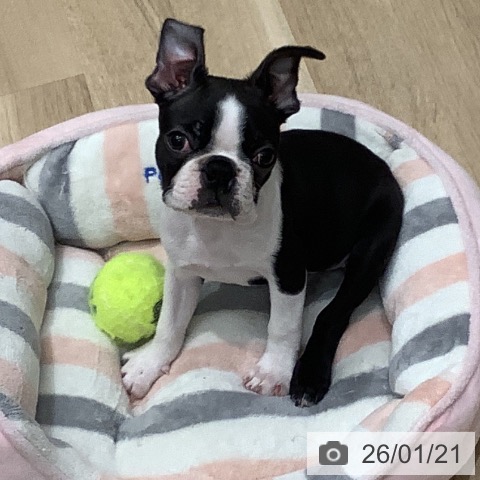 大阪府のボストンテリア (ペットプラス 鶴見店/2025年10月30日生まれ/男の子/ボストンカラー)の子犬の4枚目の画像