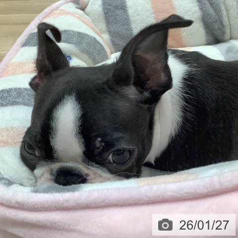 大阪府のボストンテリア (ペットプラス 鶴見店/2025年10月30日生まれ/男の子/ボストンカラー)の子犬の4枚目の画像