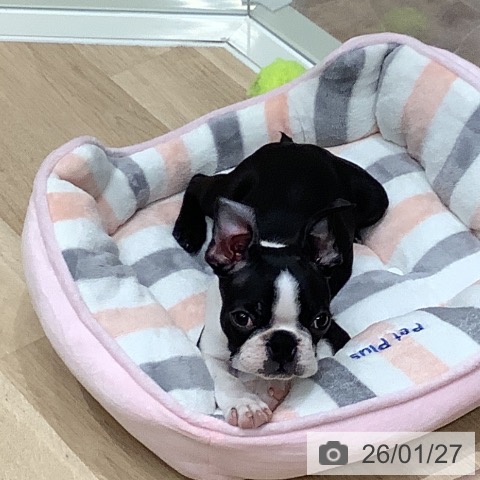 大阪府のボストンテリア (ペットプラス 鶴見店/2025年10月30日生まれ/男の子/ボストンカラー)の子犬の3枚目の画像