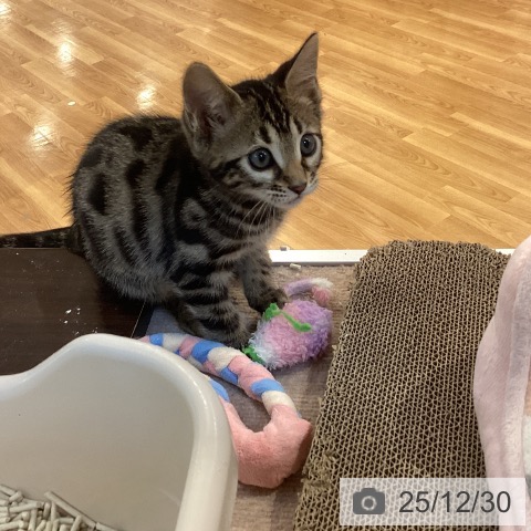 京都府のベンガル (ペットプラス イオンモールKYOTO店/2025年10月23日生まれ/女の子/ブラウンスポットタビー)の子猫の4枚目の画像