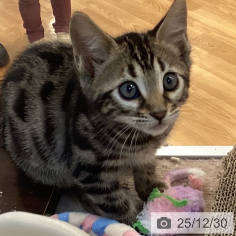 京都府のベンガル (ペットプラス イオンモールKYOTO店/2025年10月23日生まれ/女の子/ブラウンスポットタビー)の子猫の3枚目の画像