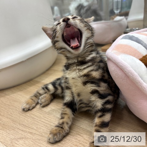 大阪府のベンガル (ペットプラス イオン大日店/2025年10月23日生まれ/女の子/ブラウンスポットタビー)の子猫の4枚目の画像