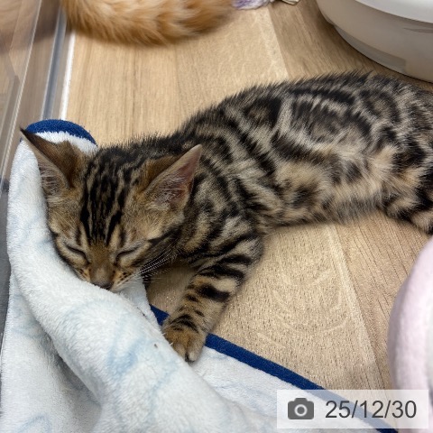 大阪府のベンガル (ペットプラス イオン大日店/2025年10月23日生まれ/女の子/ブラウンスポットタビー)の子猫の3枚目の画像