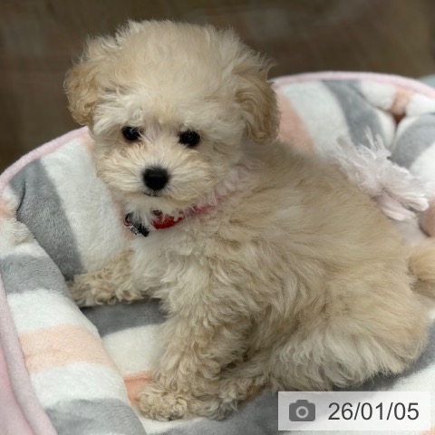 京都府のトイプードル(トイ) (ペットプラス 京都桂川店/2025年10月28日生まれ/女の子/ホワイト)の子犬の4枚目の画像