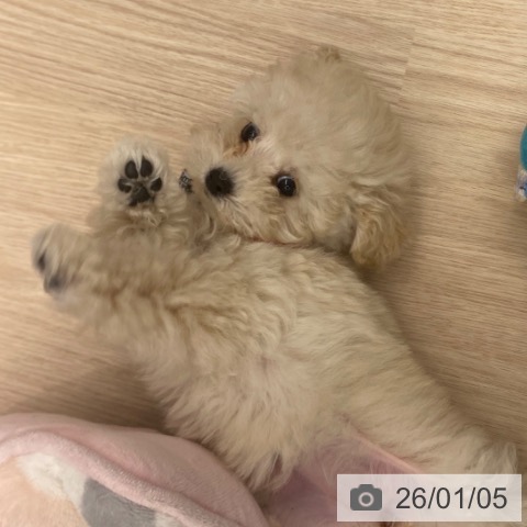 京都府のトイプードル(トイ) (ペットプラス 京都桂川店/2025年10月28日生まれ/女の子/ホワイト)の子犬の3枚目の画像