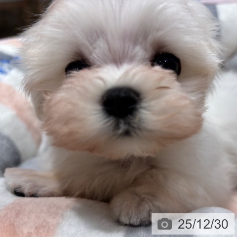 大阪府のマルチーズ (ペットプラス 四條畷店/2025年10月29日生まれ/女の子/ホワイト)の子犬の4枚目の画像