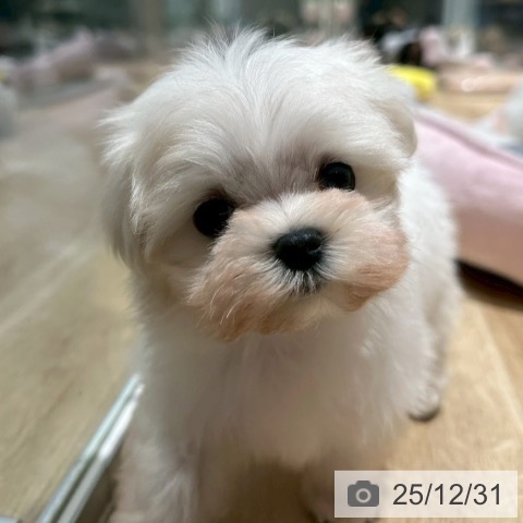 大阪府のマルチーズ (ペットプラス 四條畷店/2025年10月29日生まれ/女の子/ホワイト)の子犬の3枚目の画像