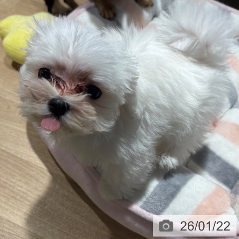 兵庫県のマルチーズ (ペットプラス 神戸三宮店/2025年10月29日生まれ/男の子/ホワイト)の子犬の3枚目の画像