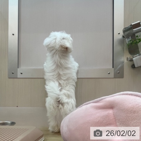 兵庫県のマルチーズ (ペットプラス 姫路大津店/2025年10月29日生まれ/男の子/ホワイト)の子犬の4枚目の画像