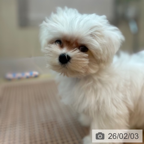 兵庫県のマルチーズ (ペットプラス 姫路大津店/2025年10月29日生まれ/男の子/ホワイト)の子犬の3枚目の画像