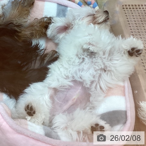 兵庫県のマルチーズ (ペットプラス 姫路大津店/2025年10月29日生まれ/男の子/ホワイト)の子犬の3枚目の画像