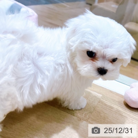 マルチーズの写真