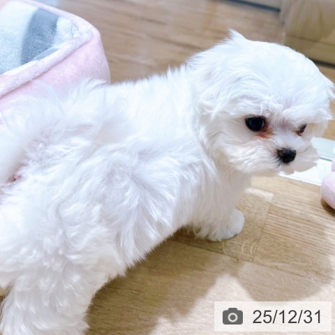 大阪府のマルチーズ (ペットプラス イオン大日店/2025年10月29日生まれ/男の子/ホワイト)の子犬の3枚目の画像