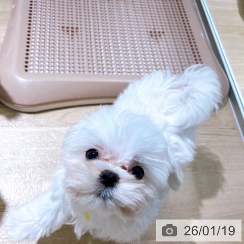 大阪府のマルチーズ (ペットプラス イオン大日店/2025年10月29日生まれ/男の子/ホワイト)の子犬の4枚目の画像