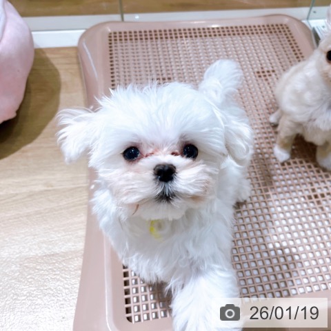 大阪府のマルチーズ (ペットプラス イオン大日店/2025年10月29日生まれ/男の子/ホワイト)の子犬の3枚目の画像