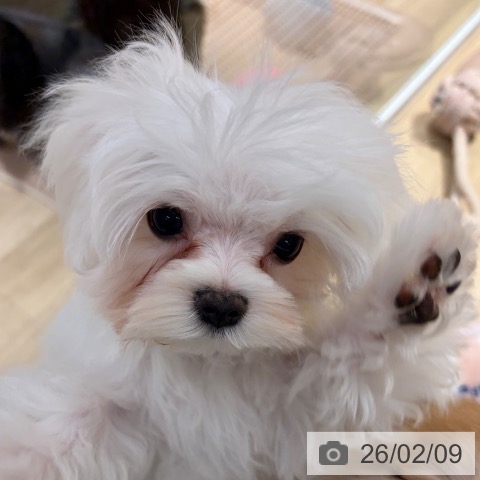 大阪府のマルチーズ (ペットプラス イオン大日店/2025年10月29日生まれ/男の子/ホワイト)の子犬の4枚目の画像