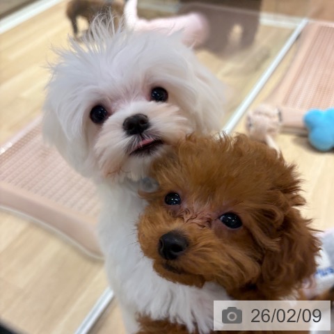 大阪府のマルチーズ (ペットプラス イオン大日店/2025年10月29日生まれ/男の子/ホワイト)の子犬の3枚目の画像