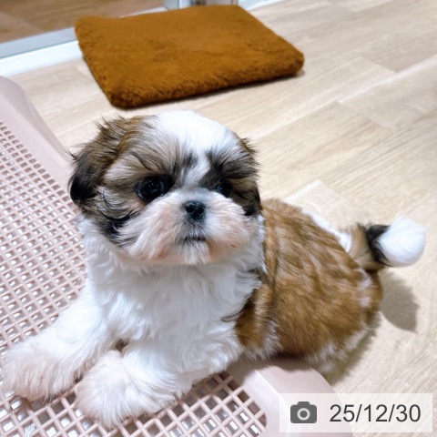 大阪府のシーズー (ペットプラス イオン大日店/2025年10月28日生まれ/女の子/ゴールドホワイト)の子犬の4枚目の画像