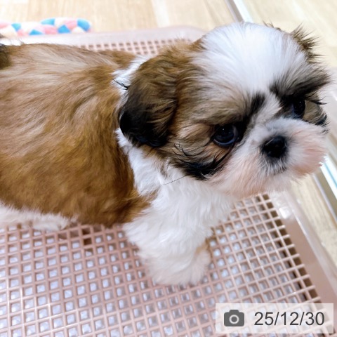 大阪府のシーズー (ペットプラス イオン大日店/2025年10月28日生まれ/女の子/ゴールドホワイト)の子犬の3枚目の画像