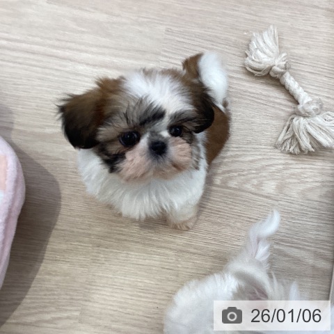 大阪府のシーズー (ペットプラス ららぽーと和泉店/2025年10月28日生まれ/女の子/ゴールドホワイト)の子犬の4枚目の画像