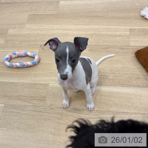 京都府のイタリアングレーハウンド (ペットプラス 久御山店/2025年10月18日生まれ/男の子/ホワイトブルー)の子犬の4枚目の画像