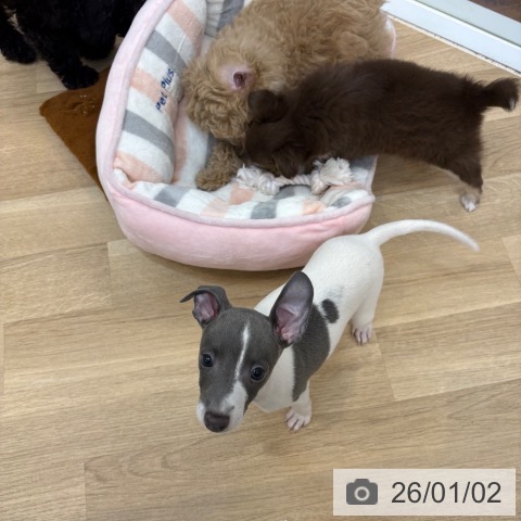 京都府のイタリアングレーハウンド (ペットプラス 久御山店/2025年10月18日生まれ/男の子/ホワイトブルー)の子犬の3枚目の画像