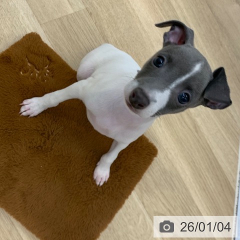 京都府のイタリアングレーハウンド (ペットプラス 久御山店/2025年10月18日生まれ/男の子/ホワイトブルー)の子犬の3枚目の画像