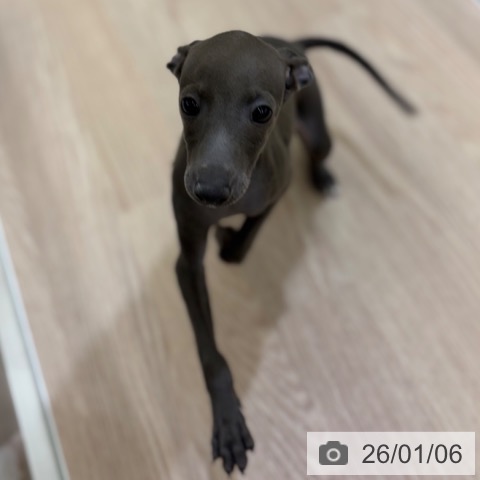 京都府のイタリアングレーハウンド (ペットプラス 京都桂川店/2025年10月18日生まれ/女の子/ブルーホワイト)の子犬の4枚目の画像