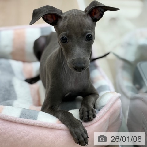 京都府のイタリアングレーハウンド (ペットプラス 京都桂川店/2025年10月18日生まれ/女の子/ブルーホワイト)の子犬の3枚目の画像
