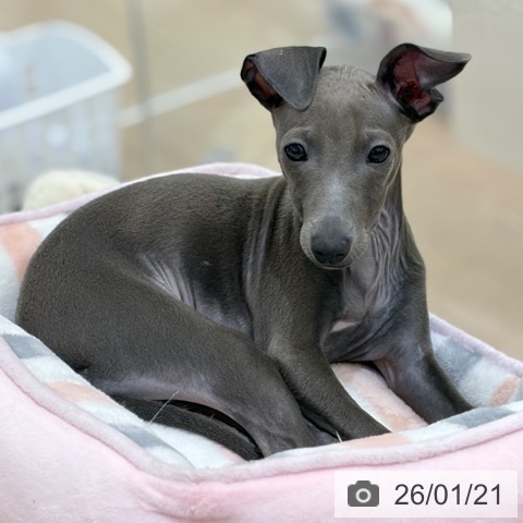 京都府のイタリアングレーハウンド (ペットプラス 京都桂川店/2025年10月18日生まれ/女の子/ブルーホワイト)の子犬の3枚目の画像