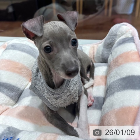 大阪府のイタリアングレーハウンド (ペットプラス 四條畷店/2025年10月20日生まれ/女の子/ブルーホワイト)の子犬の4枚目の画像
